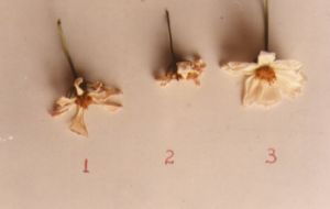 flores.jpg (5463 bytes)