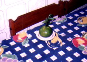 laranja1.jpg (16999 bytes)