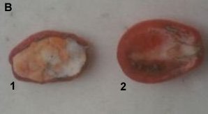 tomates02.jpg (6354 bytes)