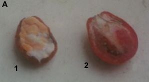 tomates03.jpg (6169 bytes)