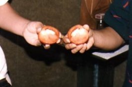 tomates06.jpg (9108 bytes)